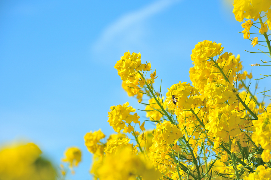 青空の下の黄色い菜の花