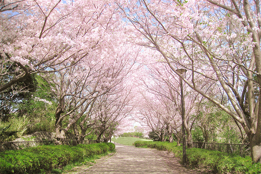 満開の桜並木