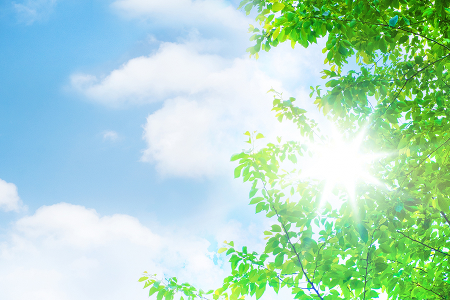 初夏の青空と緑の木々