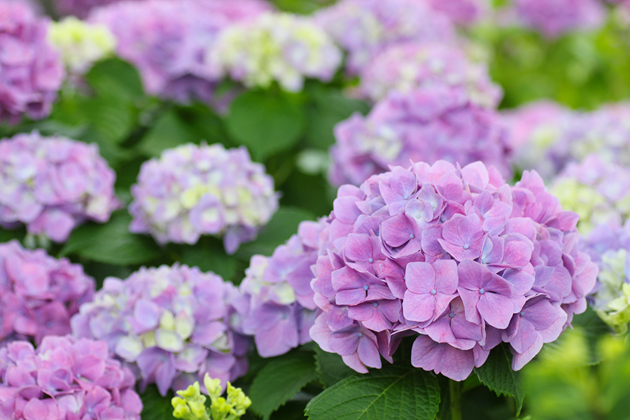 梅雨のイメージのあじさいの花