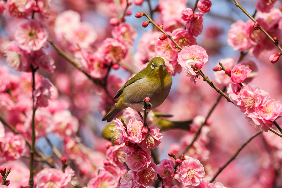 梅の花とメジロ