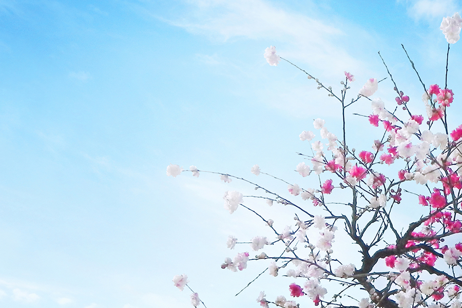 梅の花と青空の写真