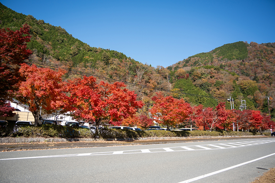 紅葉のイメージ写真