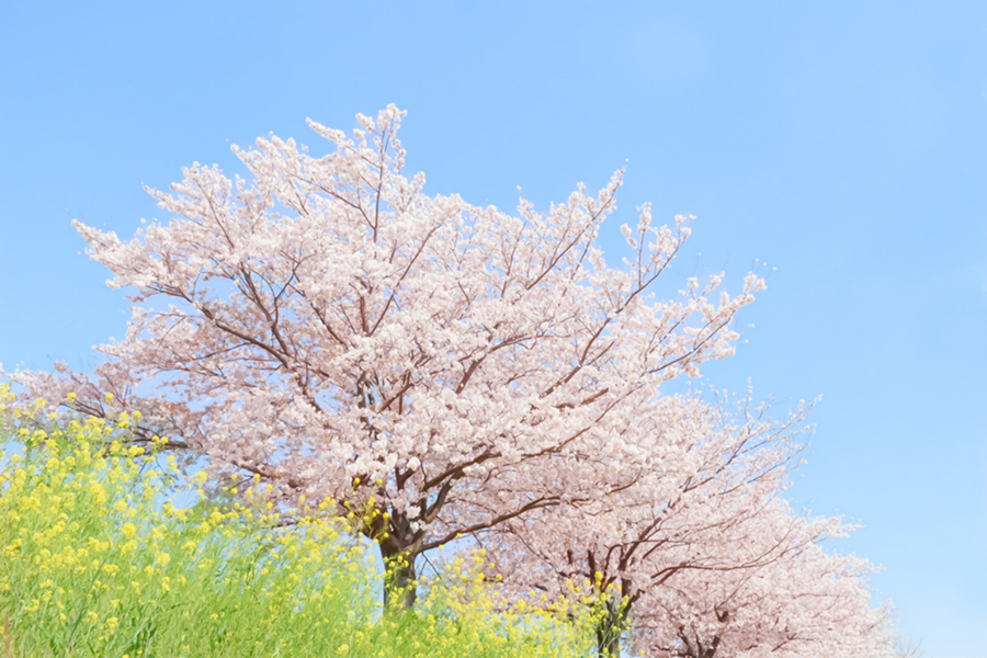 桜の木と菜の花で春のイメージ写真